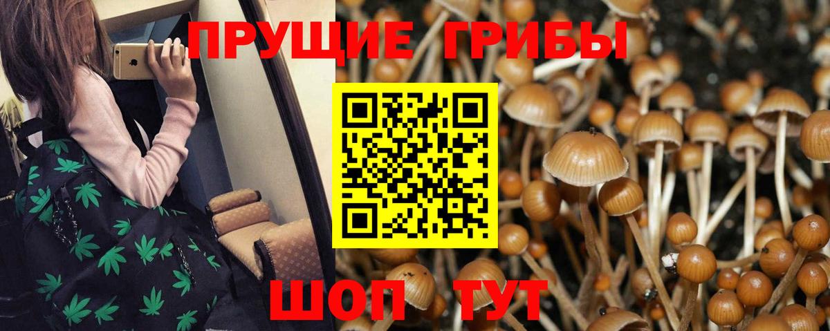 Псилоцибиновые грибы Psilocybe Богданович